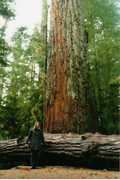 Cathedral Grove - Other Destinations - Nanaimo F, British Columbia, Canada
