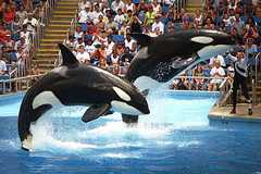 Sea World - Attraction - Sea World, San Diego, CA, US