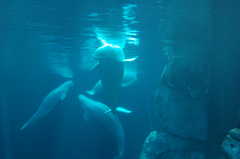 Georgia Aquarium - Attraction - 225 Baker St, Atlanta, GA, 30313, USA