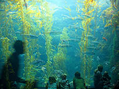 Birch Aquarium At Scripps Institute - Attraction - 2300 Expedition Way, La Jolla, CA, United States Birch Aquarium At Scripps Institute - Attraction - 2300 Expedition Way, La Jolla, CA, United States