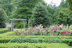 Independence Park Rose Garden - Attraction - 300 Hawthorne Ln, Charlotte, NC, 28204