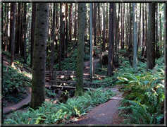 Redwood ParkArcata Community Forest - Outside Fun - East 13th Street, Arcata, California, United States
