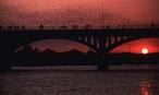 Congress Avenue Bridge - Bats - Attraction - 100 Congress Ave, Austin, TX, 78701, US