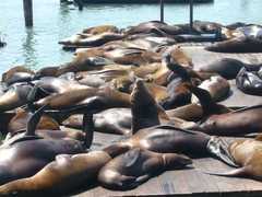 Pier 39 - Attraction - Pier 39, San Francisco, CA 94133