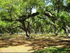 City Park - Attractions - City Park, New Orleans, LA, New Orleans, LA, US