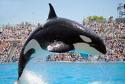 Sea World - Attraction - Sea World, San Diego, CA, US