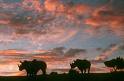San Diego Wild Animal Park - Attraction - 15500 San Pasqual Valley Rd, Escondido, CA, USA