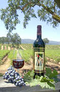Sonoma Wedding In October in Sonoma, CA, USA Sonoma Wedding In October in Sonoma, CA, USA