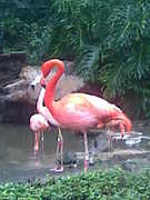 Los Angeles Zoo - Attraction - 5333 Zoo Dr, Los Angeles, CA, United States
