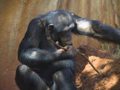 Honolulu Zoo - Attraction - 151 Kapahulu Ave, Honolulu, HI, United States Honolulu Zoo - Attraction - 151 Kapahulu Ave, Honolulu, HI, United States
