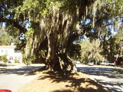 Lovers oak - Attraction - Lovers oak - Attraction -