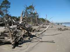 Driftwood Beach - Scenic area - Driftwood Beach - Scenic area -