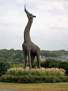 Dallas Zoo - Attraction - 650 S RL Thornton Freeway, Dallas, TX, United States Dallas Zoo - Attraction - 650 S RL Thornton Freeway, Dallas, TX, United States