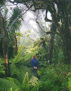 El Yunque Rainforest - Attraction - El Yunque Rainforest - Attraction -