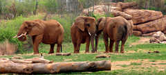 Nashville Zoo At Grassmere - Attraction - 3777 Nolensville Pike, Nashville, TN, United States