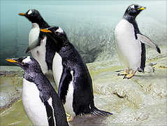 Riverbanks Zoo and Gardens - Attraction - 500 Wildlife Pkwy, Columbia, SC, United States