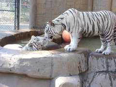Cat Tales Zoological Park - Attraction - 17020 North Newport Highway, WA, United States Cat Tales Zoological Park - Attraction - 17020 North Newport Highway, WA, United States