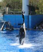 SeaWorld Orlando - Attraction - 7007 Sea Harbor Dr, Orlando, FL, USA SeaWorld Orlando - Attraction - 7007 Sea Harbor Dr, Orlando, FL, USA