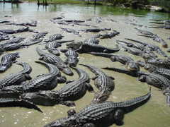 Wooten's Everglades Airboat Tours: Gator Farm - Attraction - 32330 Tamiami Trl E, Ochopee, FL, United States Wooten's Everglades Airboat Tours: Gator Farm - Attraction - 32330 Tamiami Trl E, Ochopee, FL, United States