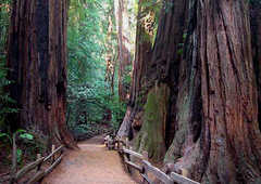 Muir Woods National Monument - Attraction - 1 Muir Woods Road, Mill Valley, CA, United States Muir Woods National Monument - Attraction - 1 Muir Woods Road, Mill Valley, CA, United States