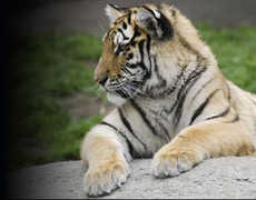 The Detroit Zoo - Attraction - 8450 W 10 Mile Rd, Royal Oak, MI, 48067