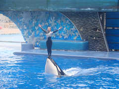 Sea World - Attraction - Sea World, San Diego, CA, US Sea World - Attraction - Sea World, San Diego, CA, US