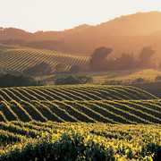 Napa Valley Wine Train - Attraction - 1275 Mckinstry St, Napa, CA, United States