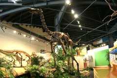 Rocky Mountain Dinosaur Resource Center - Attraction - 201 South Fairview Street, Woodland Park, CO, 80863, United States