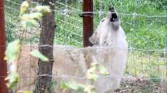 Colorado Wolf and Wildlife Center - Attraction - 4729 Lower Twin Rocks Rd, Divide, CO, 80814, United States