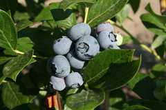 Emery's Blueberry Farm - Outdoor Fun - 346 Long Swamp Rd, New Egypt, NJ, 08533 Emery's Blueberry Farm - Outdoor Fun - 346 Long Swamp Rd, New Egypt, NJ, 08533