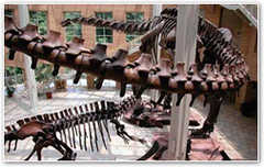 Fernbank Museum-Natural History - Attraction - 767 Clifton Rd Ne, Atlanta, GA, United States