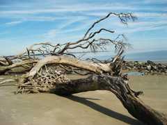Driftwood Beach - Attraction - Driftwood Beach - Attraction -