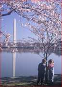National Cherry Blossom Festival - Attraction - Tidal Basin, US