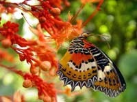 Butterfly World - Entertainment - 3600 W Sample Rd, Coconut Creek, FL, United States Butterfly World - Entertainment - 3600 W Sample Rd, Coconut Creek, FL, United States