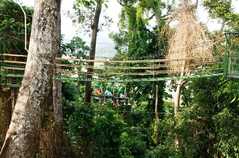Tree Top Adventure - Attraction - Tree Top Adventure - Attraction -
