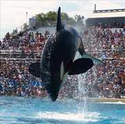 Sea World - Attraction - Sea World, San Diego, CA, US Sea World - Attraction - Sea World, San Diego, CA, US