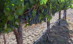 Temecula - Wine Country - Attraction - Temecula, CA Temecula - Wine Country - Attraction - Temecula, CA