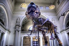 Field Museum of Natural History - Attraction - 1400 S Lake Shore Dr, Chicago, IL, USA