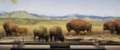 Natural History Museum - Attraction - 1000 Constitution Ave NW, Washington, DC, United States