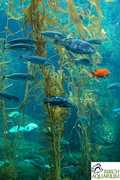 Birch Aquarium At Scripps Institute - Attraction - 2300 Expedition Way, La Jolla, CA, United States Birch Aquarium At Scripps Institute - Attraction - 2300 Expedition Way, La Jolla, CA, United States