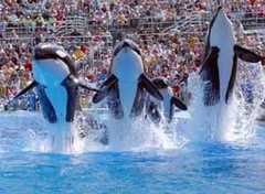 Sea World - Attraction - Sea World, San Diego, CA, US Sea World - Attraction - Sea World, San Diego, CA, US