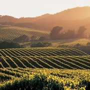 Napa Valley - Wine Country - Napa, CA, Napa, CA, US
