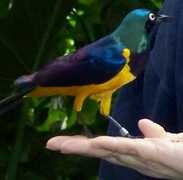 National Aviary - Attraction - Ridge Avenue, Pittsburgh, PA, United States National Aviary - Attraction - Ridge Avenue, Pittsburgh, PA, United States