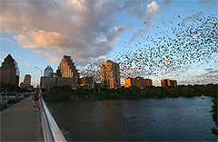 Congress Avenue Bridge - Bats - Outside Attraction - 100 Congress Ave, Austin, TX, 78701, US Congress Avenue Bridge - Bats - Outside Attraction - 100 Congress Ave, Austin, TX, 78701, US