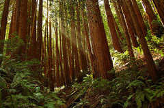 Muir Woods National Monument - Attraction - 1 Muir Woods Road, Mill Valley, CA, United States