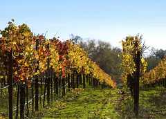 Sonoma Wine Country - Attraction - Sonoma, CA, Sonoma, CA, US