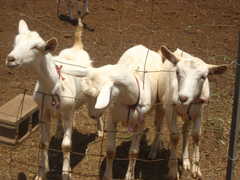Surfing Goat Dairy - Attraction - 3651 Omaopio Rd, Kula, HI, 96790