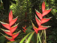 Garden of Eden Arboretum - Attraction - 10600 Hana Highway, Haiku, HI, United States
