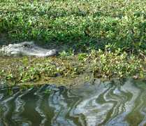 Cajun Encounters Swamp Tours - Tours - 901 Decatur Street, New Orleans, LA