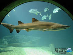 FL Aquarium - Attraction - 701 Channelside Dr, Tampa, FL, 33602, US